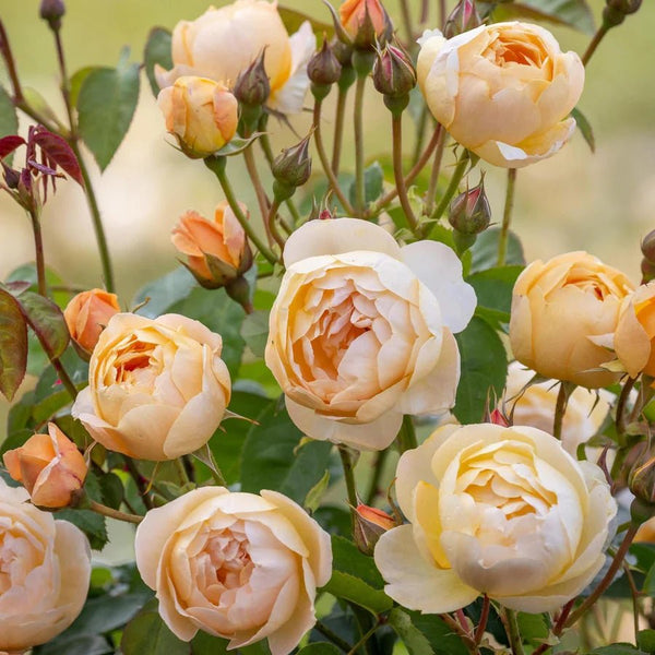 compacte, bossige struik met levendige bloemen tegen frisgroen blad.