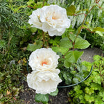 Margaret Merril