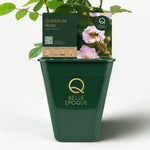 Guirlande Rose