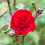 Guirlande Fleuri