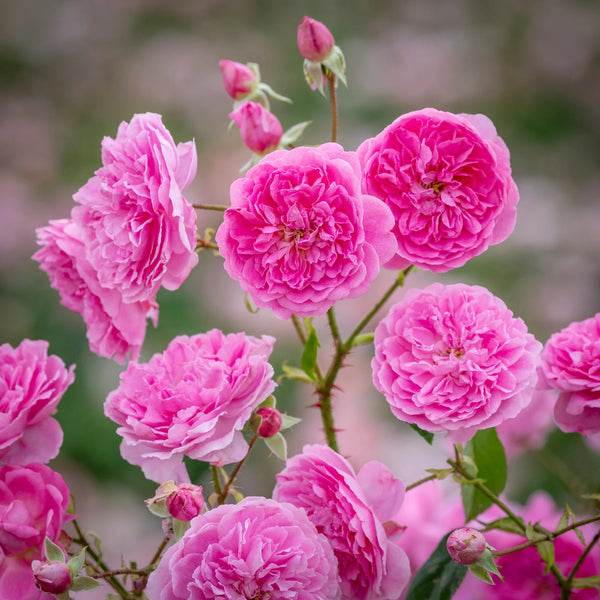 Harlow Carr (Aushouse)