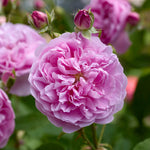 Harlow Carr (Aushouse)