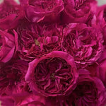 Japanese rose Princess Kishi (Long & happy life)