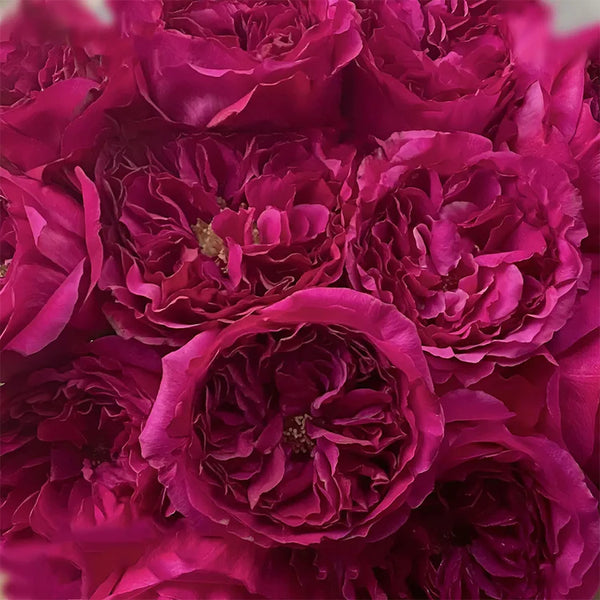 Japanese rose Princess Kishi (Long & happy life)