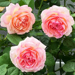 Japanese rose Princess Sakura (Cherry blossom)