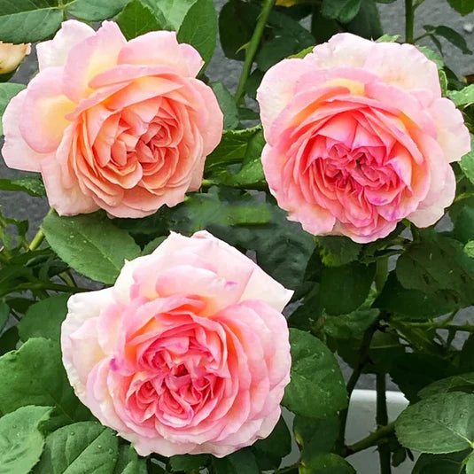 Japanese rose Princess Sakura (Cherry blossom)