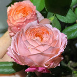 Japanese rose Princess Sakura (Cherry blossom)