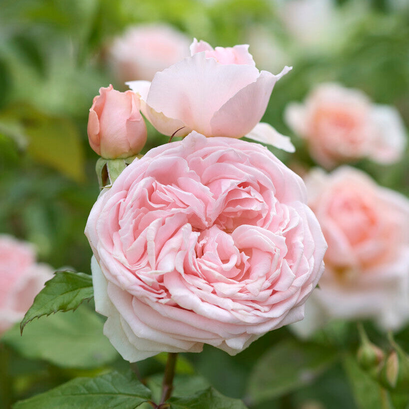 Japanese rose Princess Hitomi (Beautiful history)
