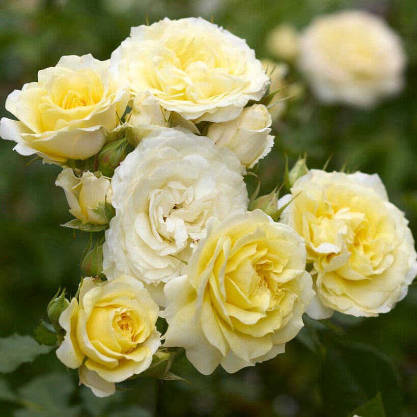 Japanese rose Princess Hoshi (Star)