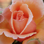 Just Joey