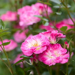 Japanese Rose BI – Hime (Princess)