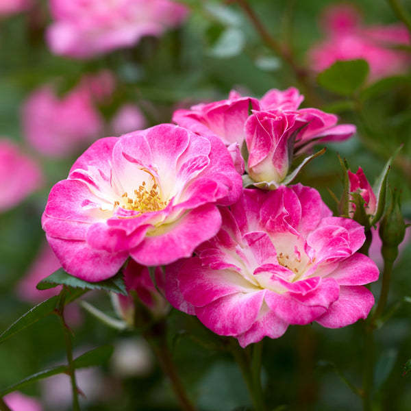 Japanese Rose BI – Hime (Princess)