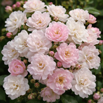 Guirlande Rose