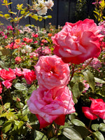 Japanese Rose BI – Tancho (Red Crown Mark) (NEW 2026)