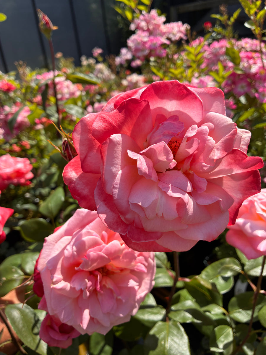 Japanese Rose BI – Tancho (Red Crown Mark) (NEW 2026)