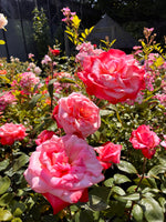 Japanese Rose BI – Tancho (Red Crown Mark) (NEW 2026)