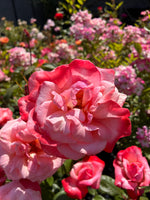 Japanese Rose BI – Tancho (Red Crown Mark) (NEW 2026)