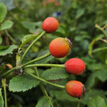 Taxandria