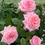 Pink O Hara
