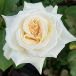 White O Hara