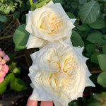White O Hara