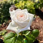 White O Hara