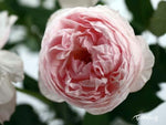 Peony Pink
