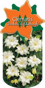 Clematis 'Duchess of Edinburgh'