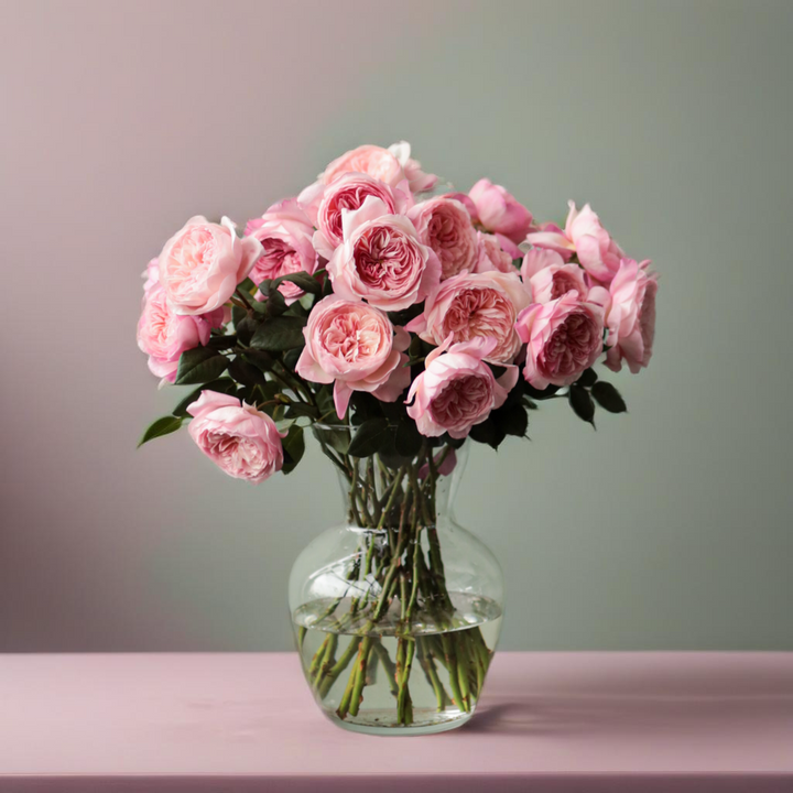 David Austin Constance (12 pieces)