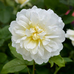 Imogen (Austritch)