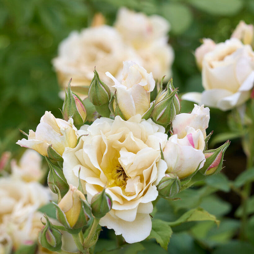 Japanese rose Ioli