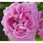 Ispahan