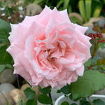 Japanese rose Princess Hitomi (Beautiful history)