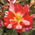 Japanese Rose BI – Kirari (Sparkling)