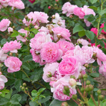Jasmina (XL Climbing Rose)