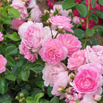 Jasmina (XL Climbing Rose)