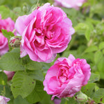 Empress Josephine