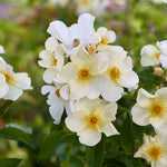 Kew Gardens
