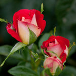 Japanese Rose BI – Kibo (Hope) (NEW 2026)