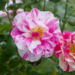 The King's rose (Aus27a16)