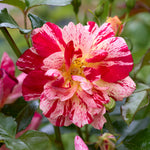 Japanese Rose BI – Kirari (Sparkling)