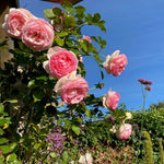 Pierre de Ronsard (Eden Rose)