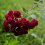 Perennial Red (Domino)