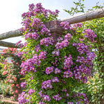 Trossen violet-paarse bloemen met goudgele meeldraden, op een krachtige rambler.