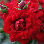 Amadeus