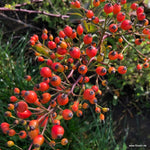 Natura Siluetta