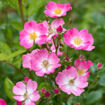 Japanese Rose Love & Heart