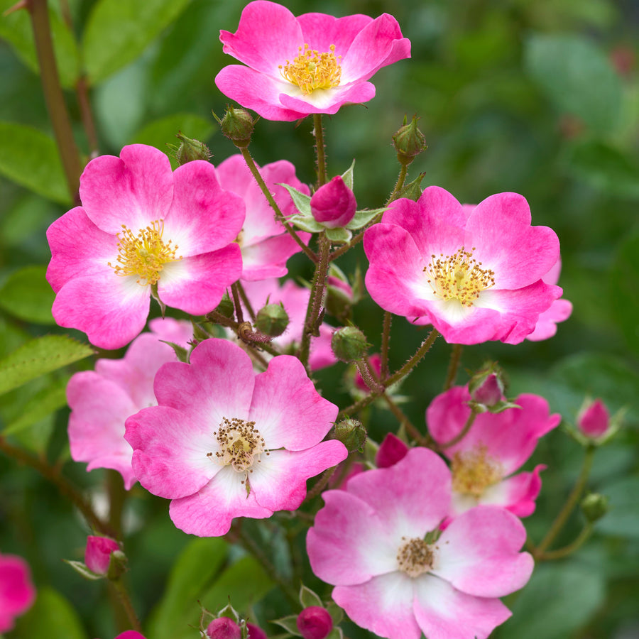 Japanese Rose Love & Heart