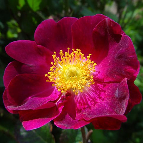 La Belle Sultane