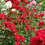 La Belle Rouge